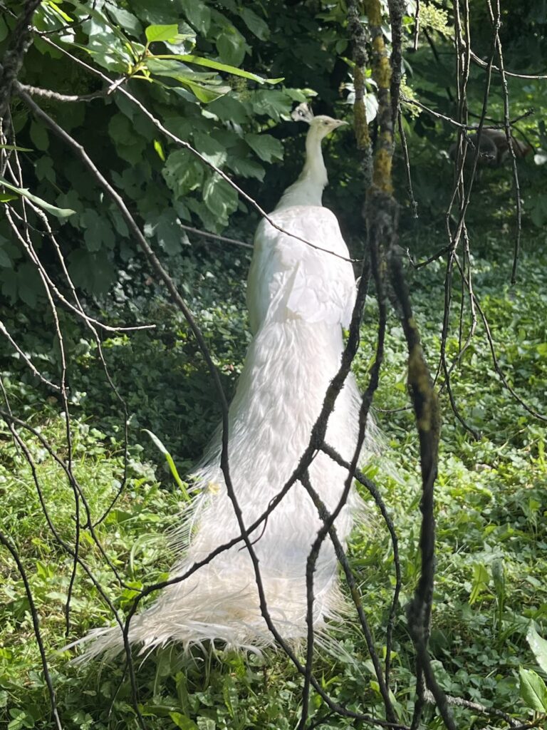 Pfauen mit meinem Nachbarn Curatorija