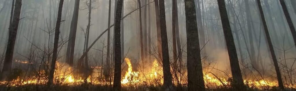Kontrollierte Verbrennung im Uwharrie National Forest