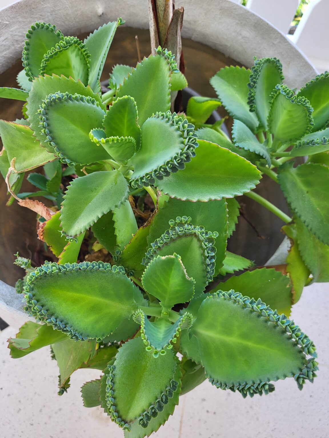 Eine schöne große Kalanchoe daigremontiana!