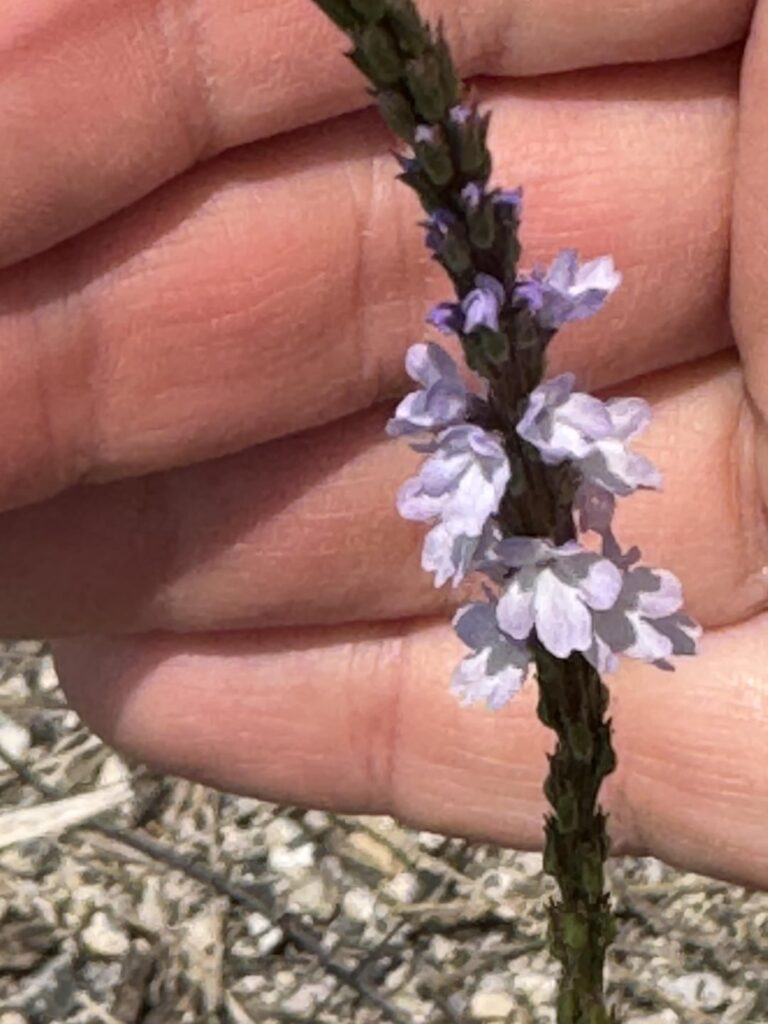 Ich machte eine lokale 10 -Meilen -Wanderung. Hier ist einige der Flora, die ich auf dem Weg gefangen genommen habe.