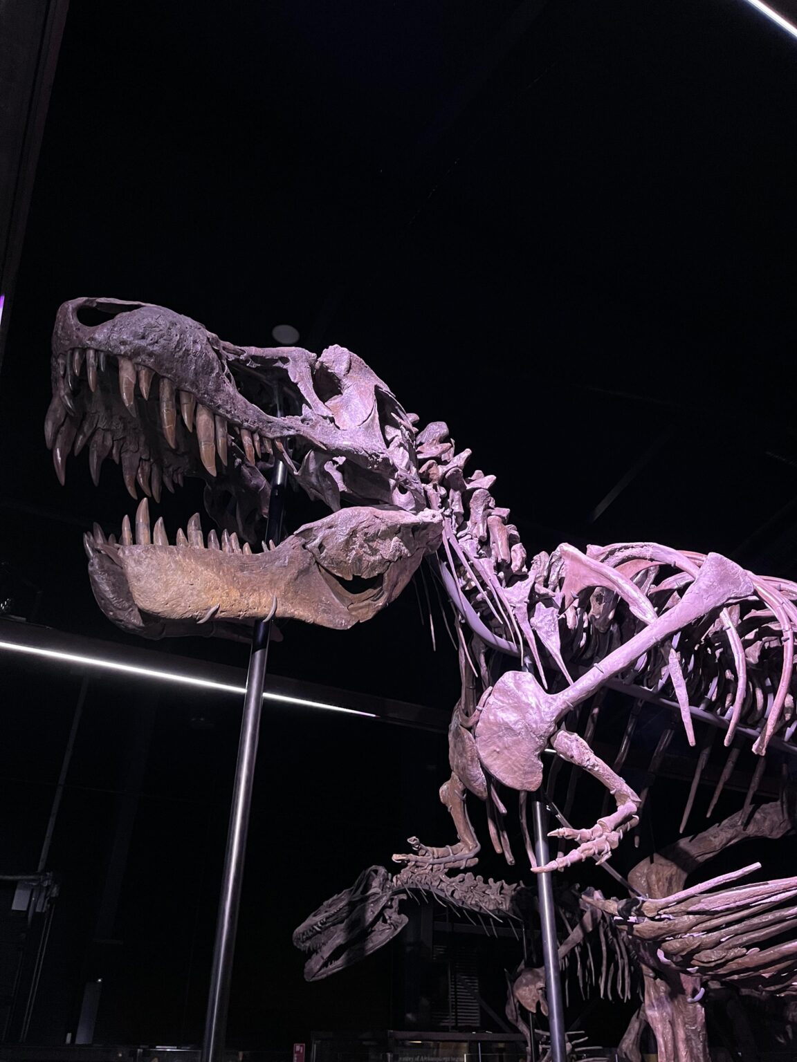 Derzeit sehen Sie ein T-Rex-Skelett in Dänemark. im Knuthenborg Safari Park Derzeit sehen Sie ein T-Rex-Skelett in Dänemark. im Knuthenborg Safari Park