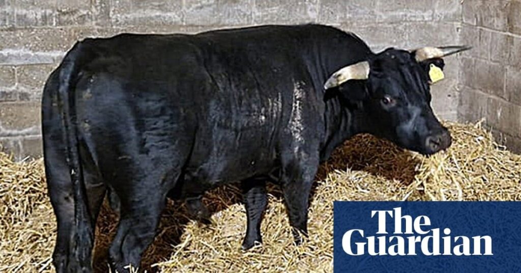 Birminghams freier Bullen im Norwich Animal Sanctuary wiederhergestellt