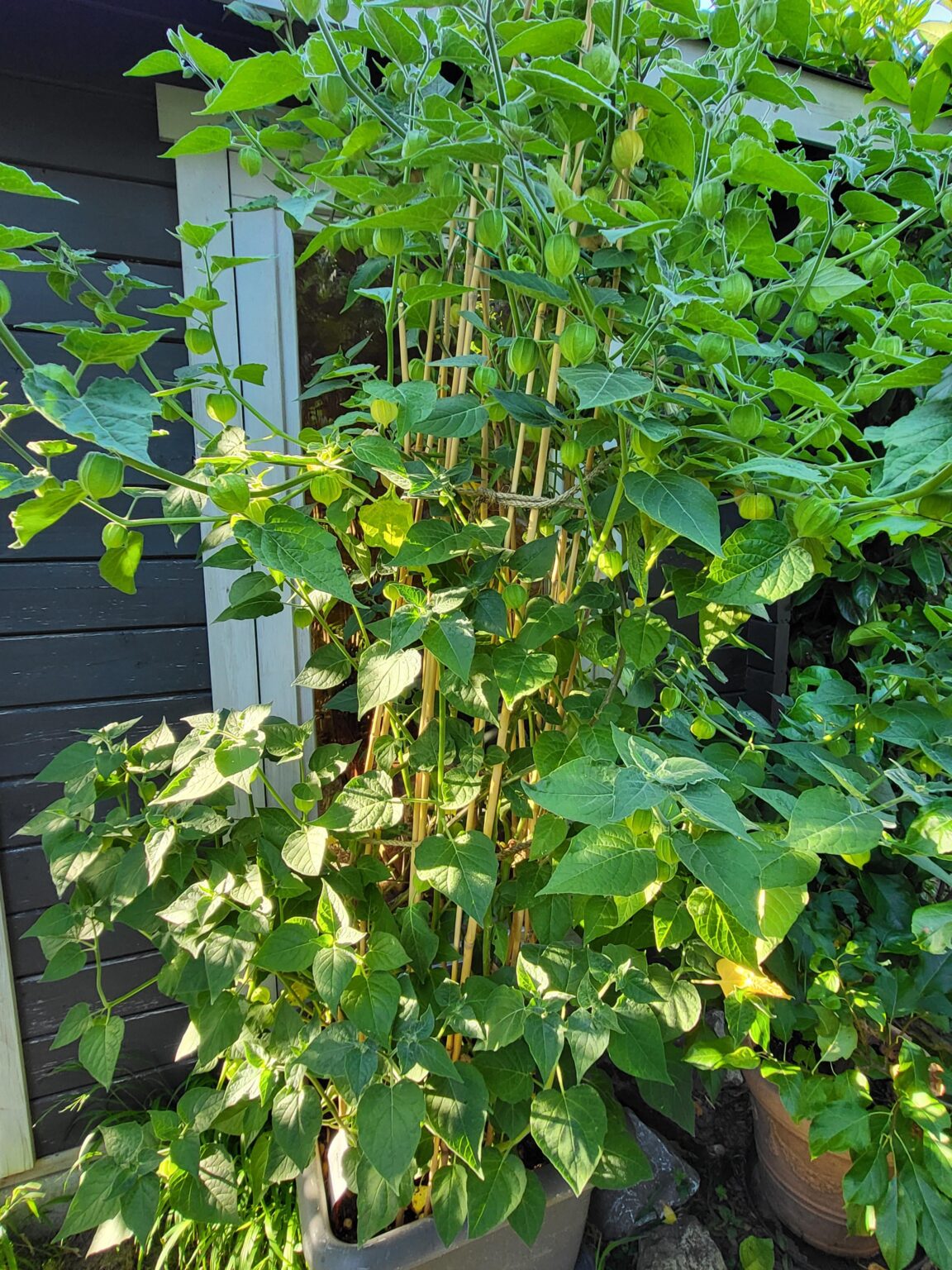Meine Physalis