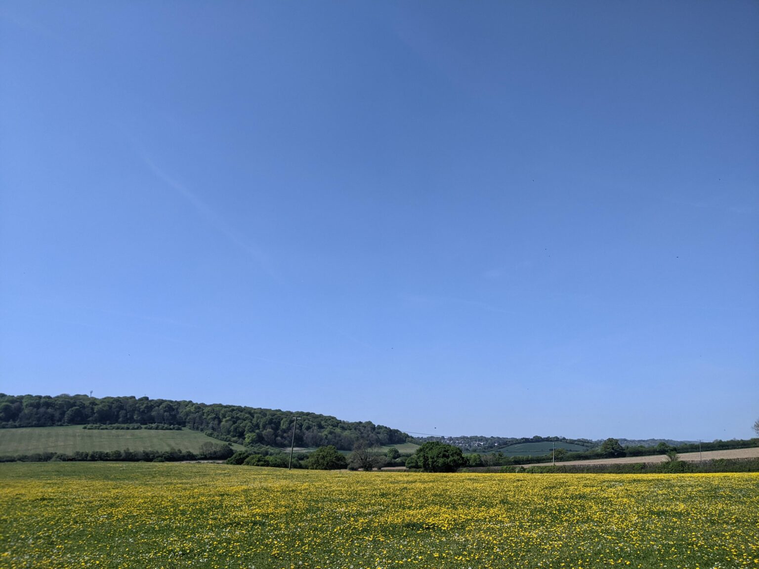 Löwenzahn und Kühe in den Chiltern Hills, England. X