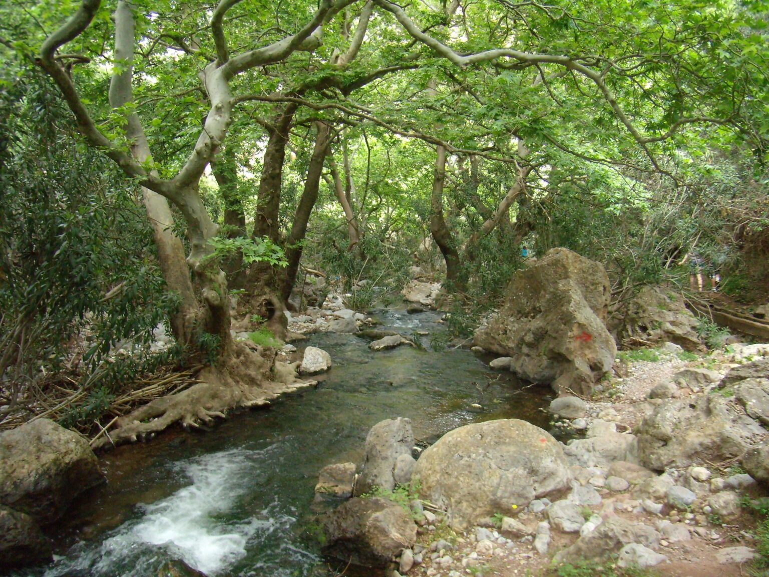 Wald in 🇬🇷