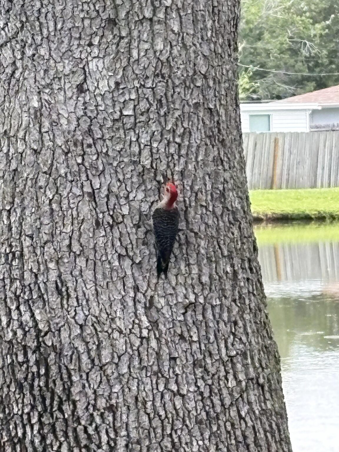 Tampa, fl