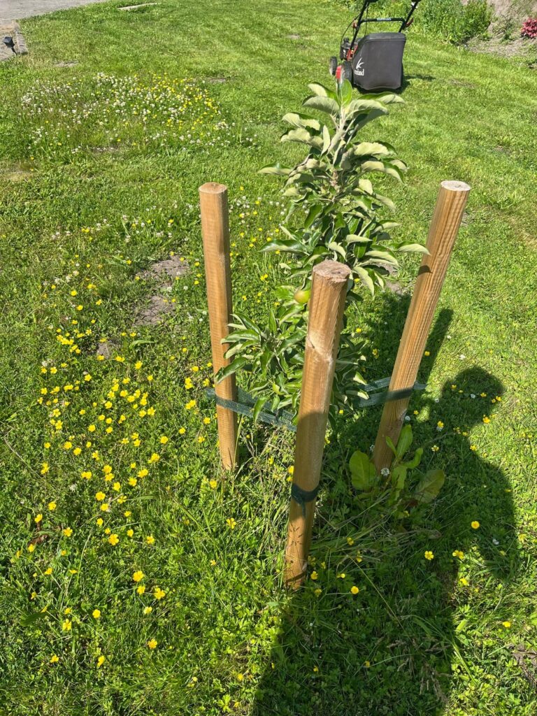 Was hat mein Apfelbaum?