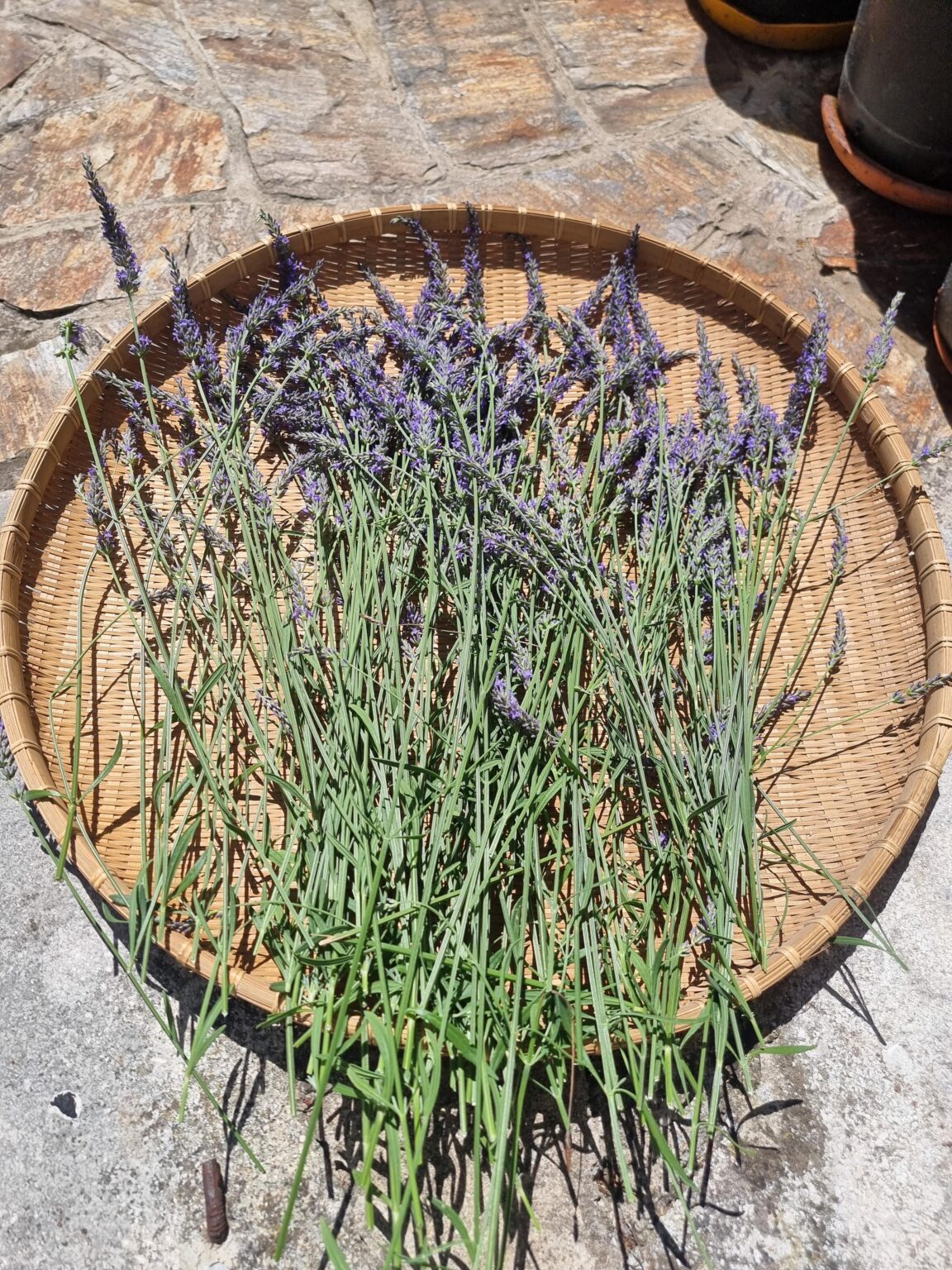 Eure Lieblingspflanze im Garten!
