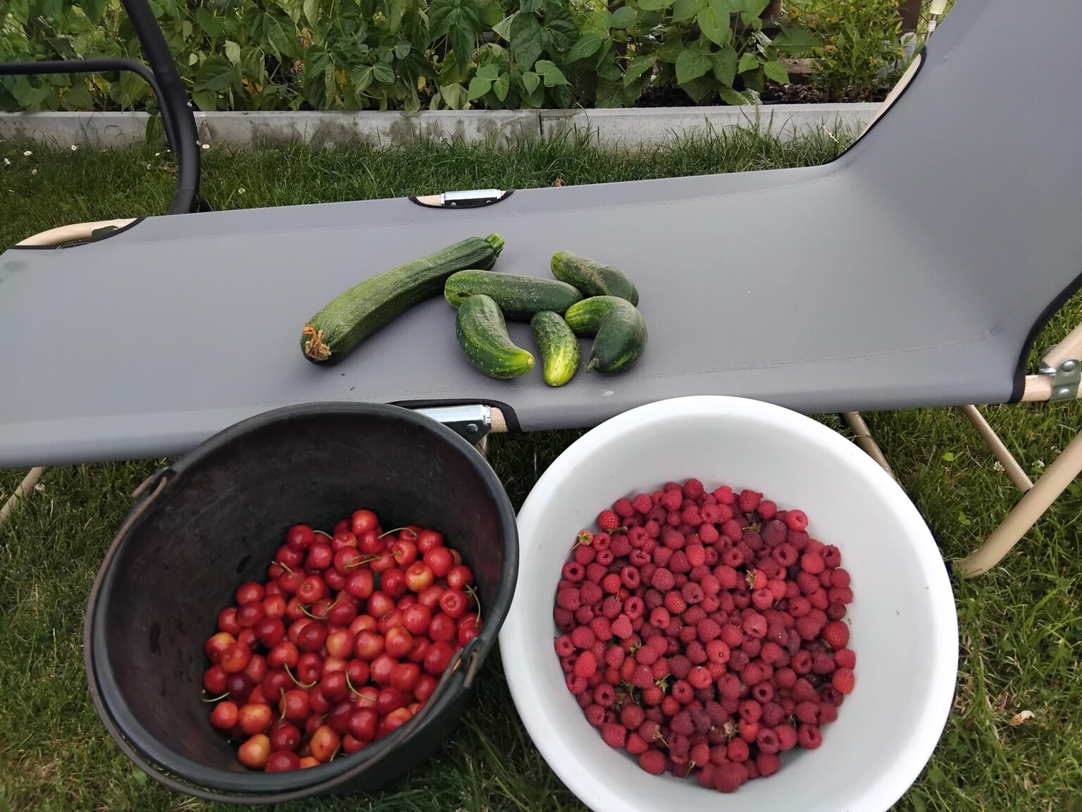 Die Erdbeeren sind leider fast alle abgeerntet, dafür stehen jetzt Glaskirschen, Himbeeren, Gartengurken und Zucchini parat.