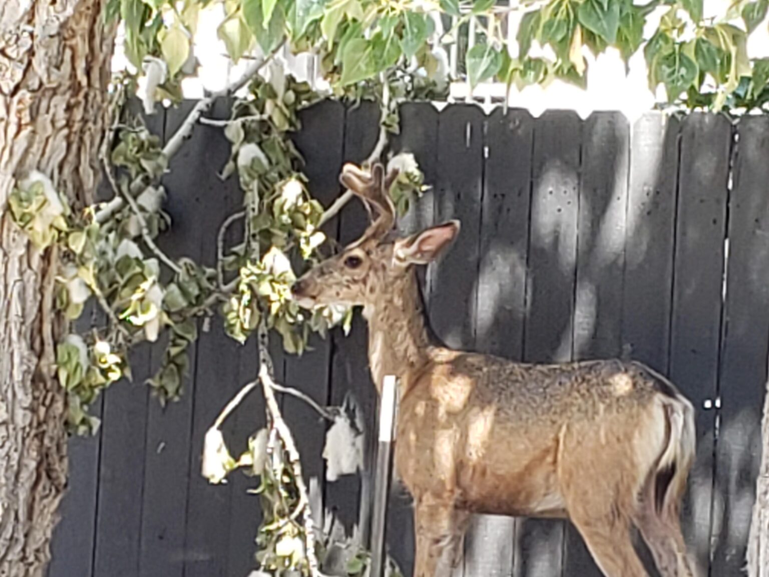Urban Hirsch mit Samtgeweihen