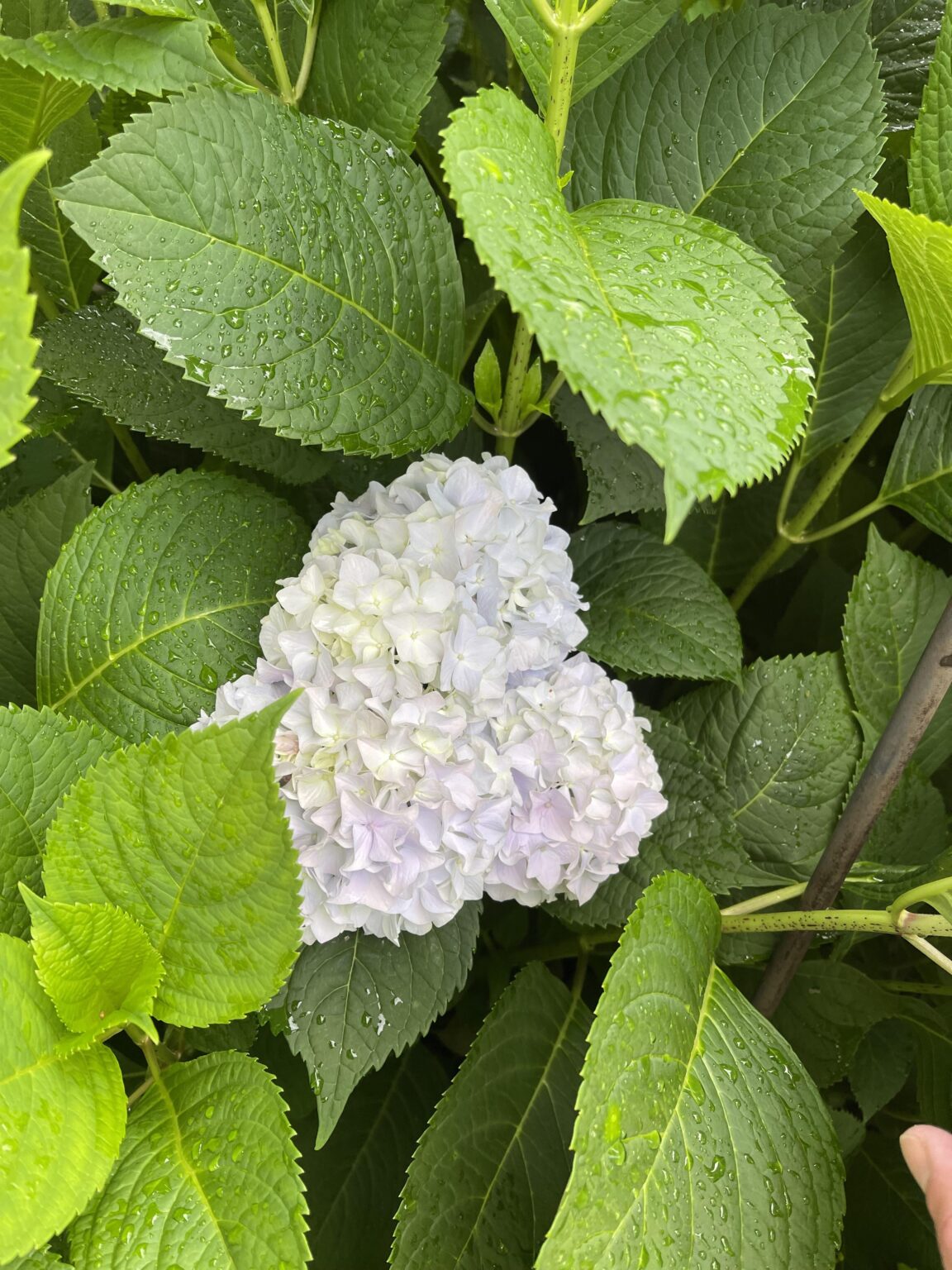 Hortensie