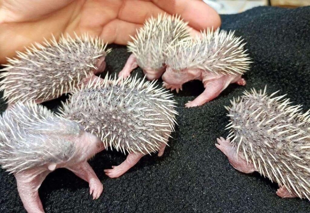 Sechs Baby Igel sterben, nachdem Frau in Willesborough, Ashford, "Mutter mit Besenstiel" gesehen hat