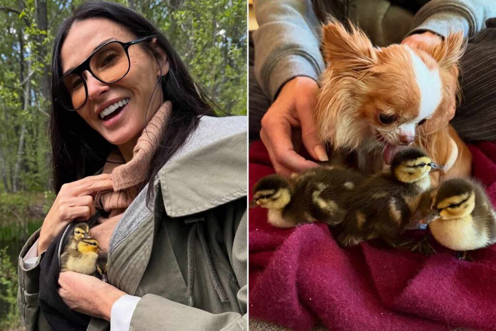 Demi Moore und ihr Hund Pilaf retteten drei verwaerne Schläger -Entenküken: „Wir arbeiten daran, sie zu pflegen, bis sie alt genug sind, um wieder in ihren natürlichen Lebensraum einzuführen.“