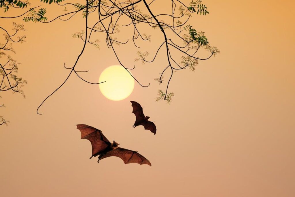 Fledermaus mit seltenem tollwutähnlichen Virus im britischen Hintergarten gefunden