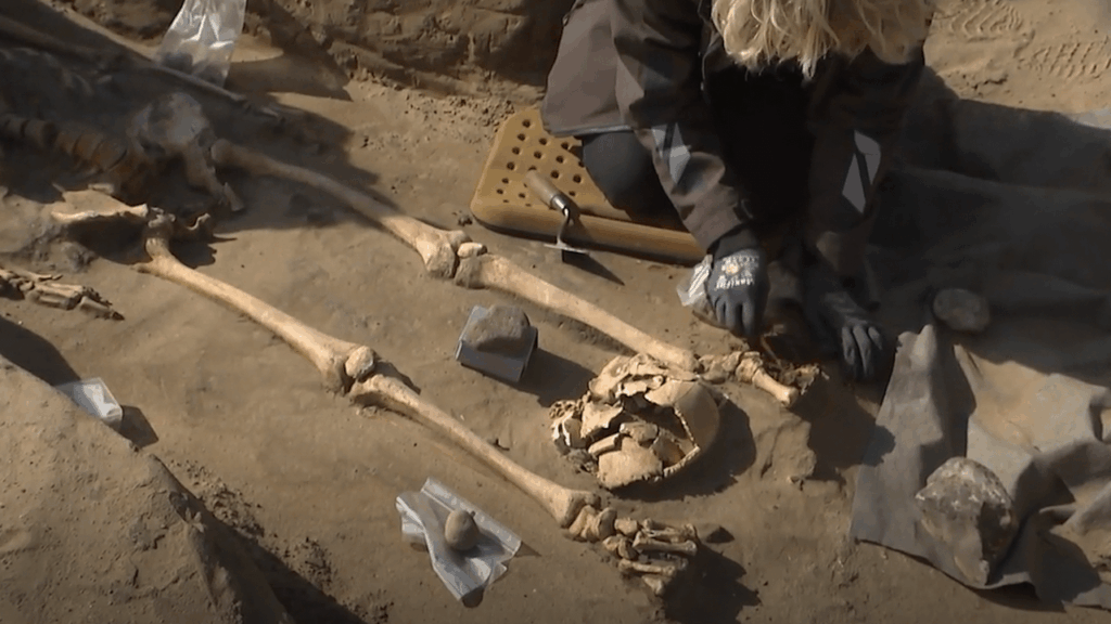 Archäologen in Viborg haben ein entschötigtes Skelett gefunden. Es ist so selten, dass der Museumsinspektor nur ein oder zwei Fälle in Dänemark kennt. Archäologen in Viborg haben ein entschötigtes Skelett gefunden. Es ist so selten, dass der Museumsinspektor nur ein oder zwei Fälle in Dänemark kennt.