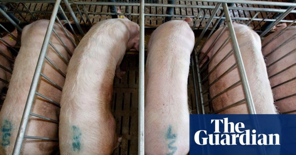 Devon Farm Footage fordert Anrufe auf, restriktive Stifte für schwangere Schweine zu verbieten