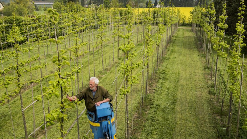 Hunderttausende kleine Bäume, die ausgeworfen werden, anstatt gepflanzt zu werden