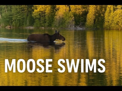 Elch schwimmt
