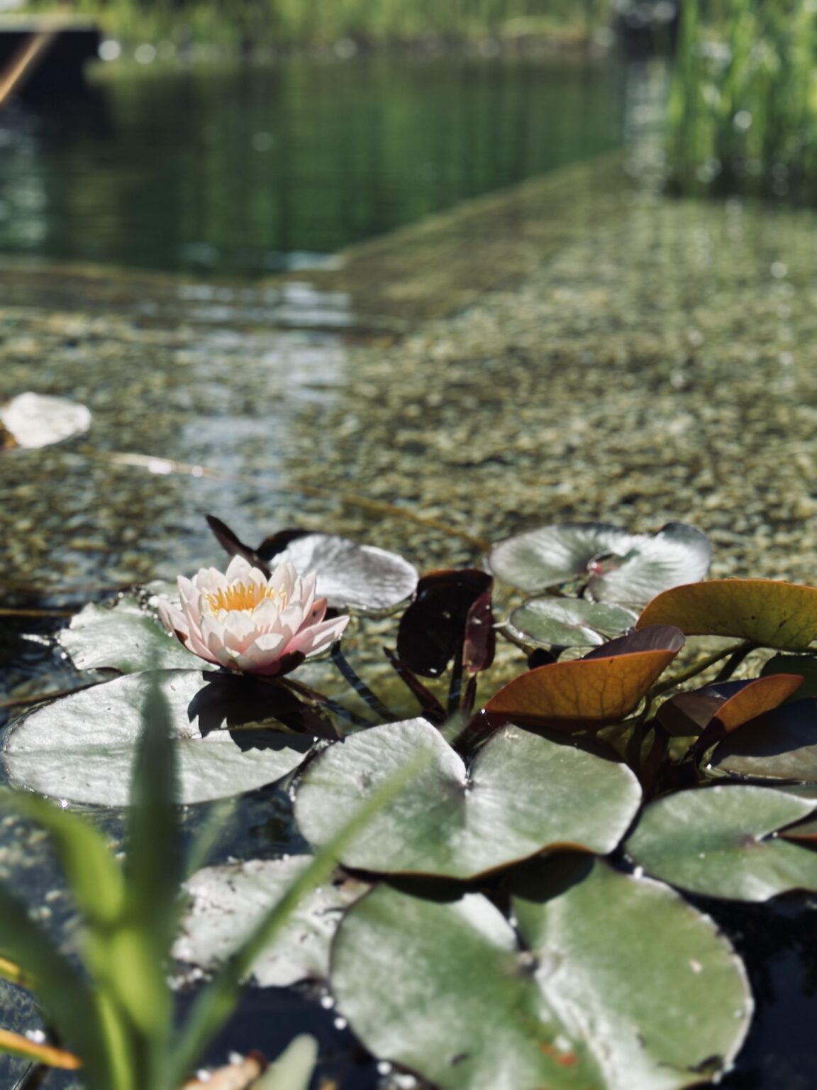 Meine erste Seerose