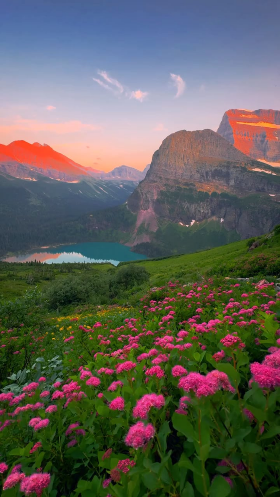 Sommer Wildblumen im Glacier National Park.