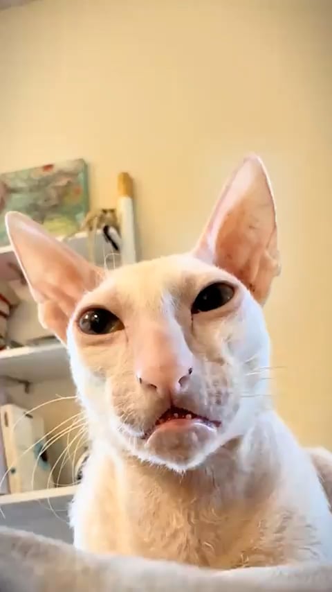 Sucht Andrei Kat nach Monika?