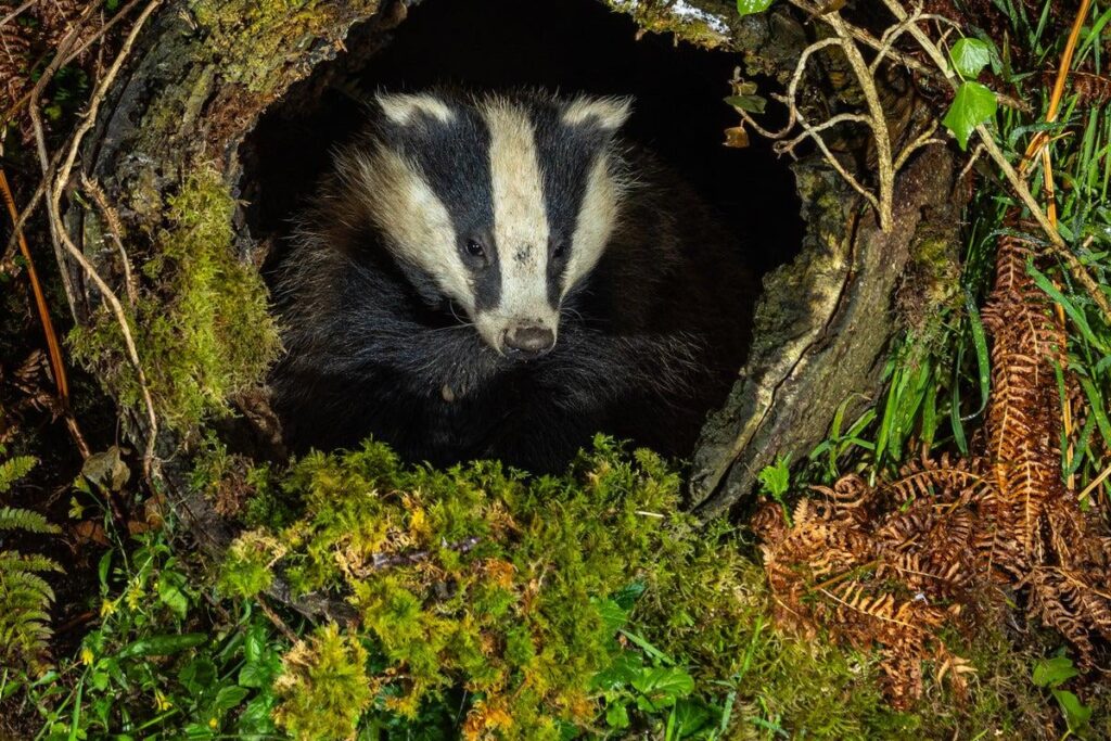 „Bombshell“ Badger Cull Study Review „widerlegt Beweise“, die von der Regierung verwendet werden, um Morde zu rechtfertigen "Bombshell" Badger Cull Study Review "widerlegt Beweise", die von der Regierung verwendet werden, um Morde zu rechtfertigen
