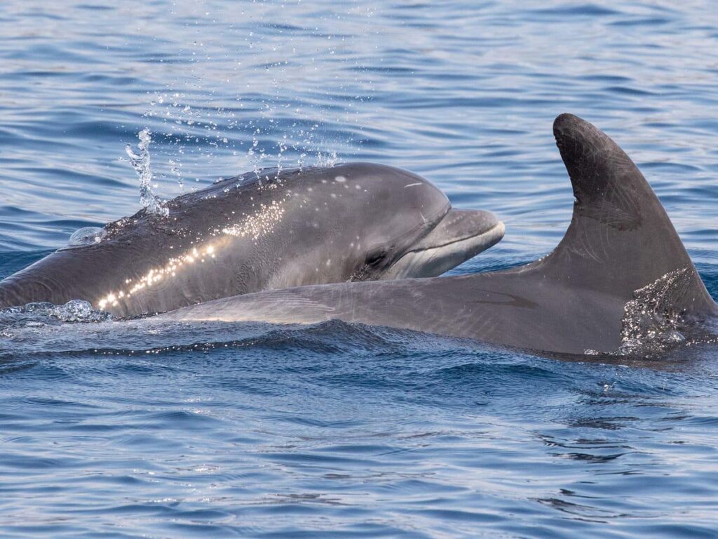 Vinko der erste guten Delphin, der mit einem Satellitensender im Adria -Meer gekennzeichnet ist
