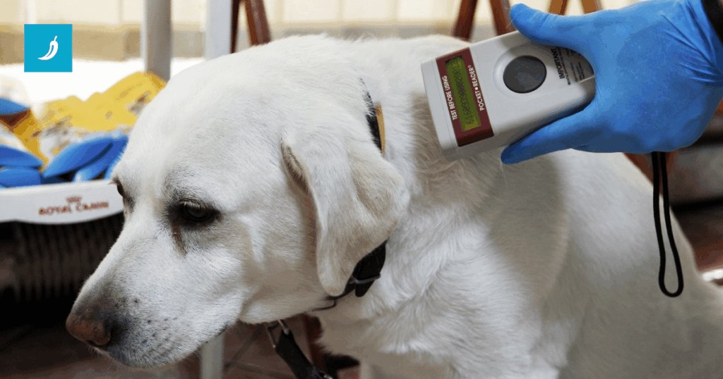 Die Kennzeichnung von Hunden und Katzen in der EU wird obligatorisch