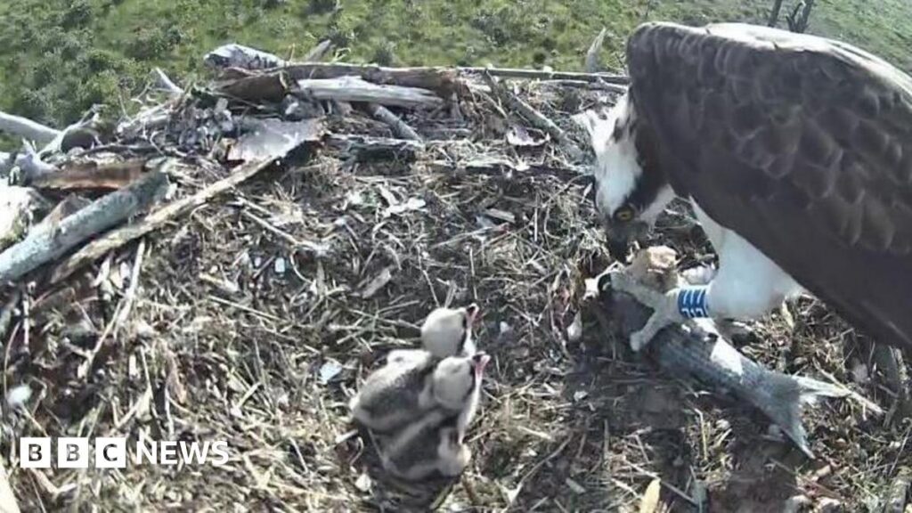 Zweite Brut von Osprey Chicks schlüpfen im Reservat