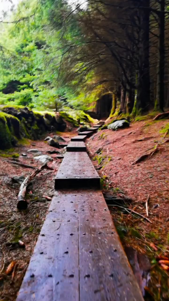 Ballinastoe Forest, Irland