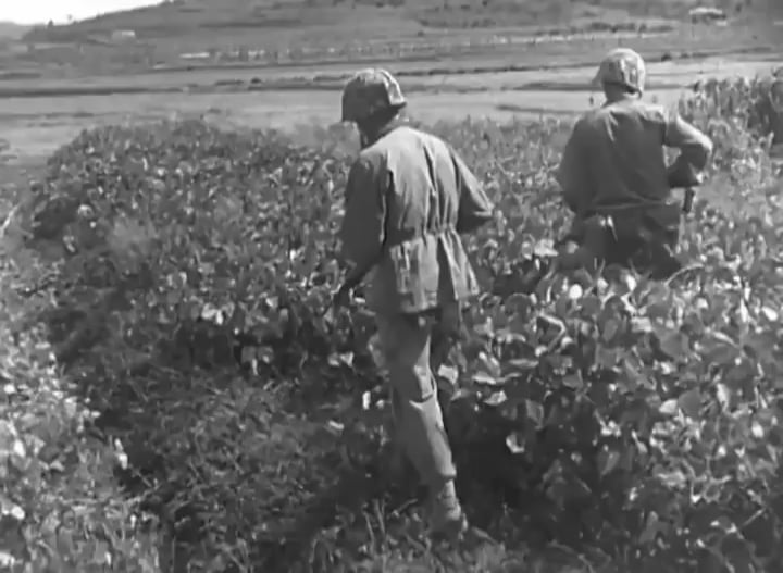 Nordkoreanische Truppen versteckte im September 1950 im September 1950 versteckte Unterholz nach dem Han River Crossing