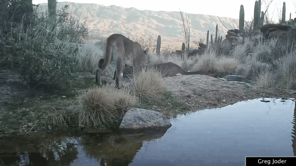 Die Fleischfresser des Arizona-Mexico Borderlands