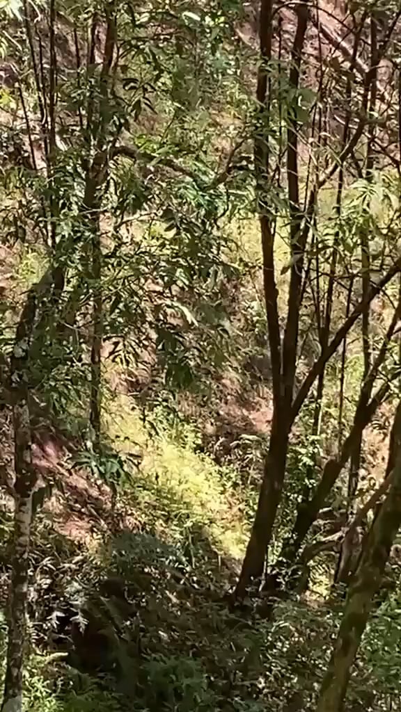Der kambodschanische Soldat rennt vor Verlobung mit thailändischen Truppen weg, bevor er sich in einen Bananenbaum rammte und sich den Hals brach, was ihn sofort tötete.