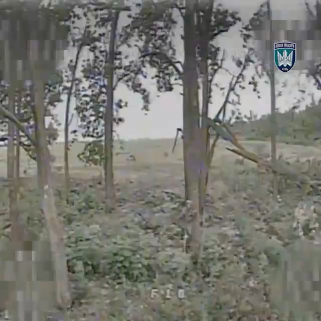 Der russische Soldat ergibt sich in letzter Minute einem ukrainischen Kamikaze -FPV und wird verschont. Er wird in ukrainische Positionen begleitet und in Gewahrsam genommen