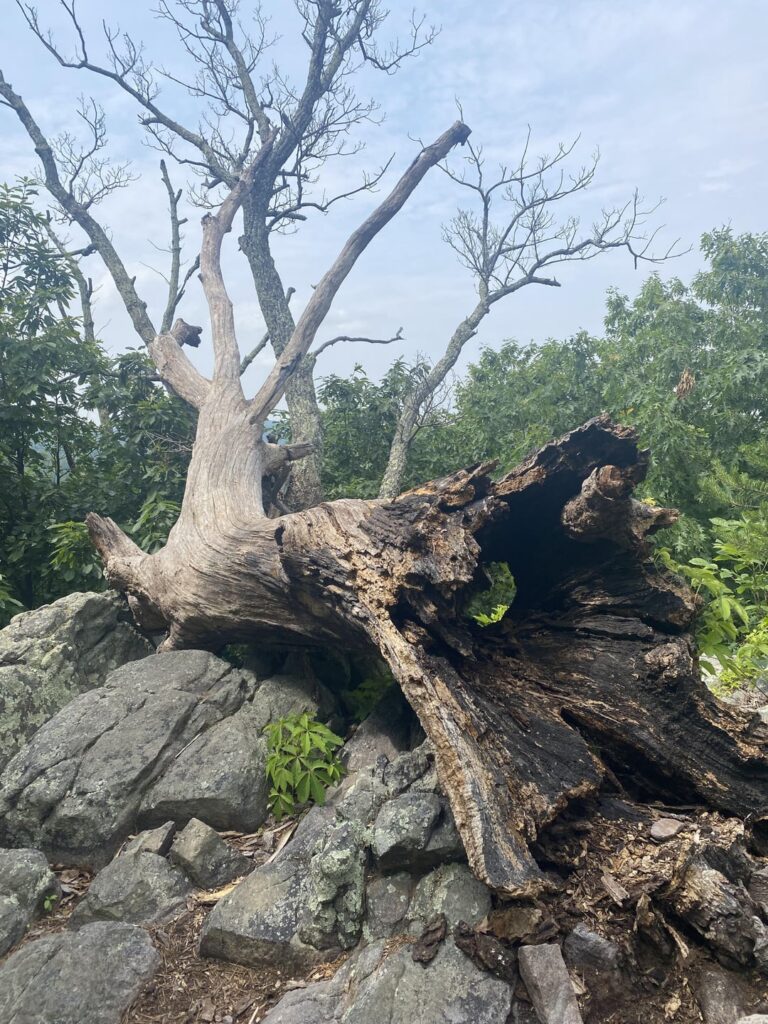 Anfang Juni Wanderung