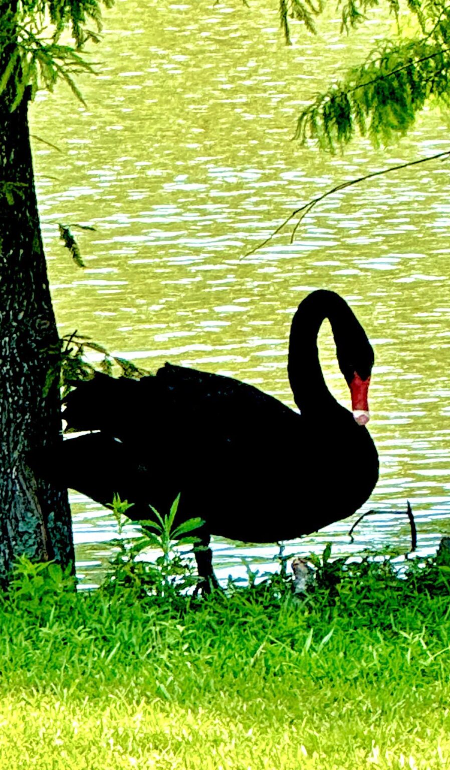 Schwarzer Schwan