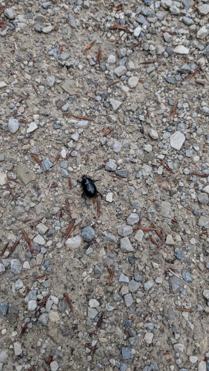 Sah diese kleinen Freunde während meiner letzten Wanderung