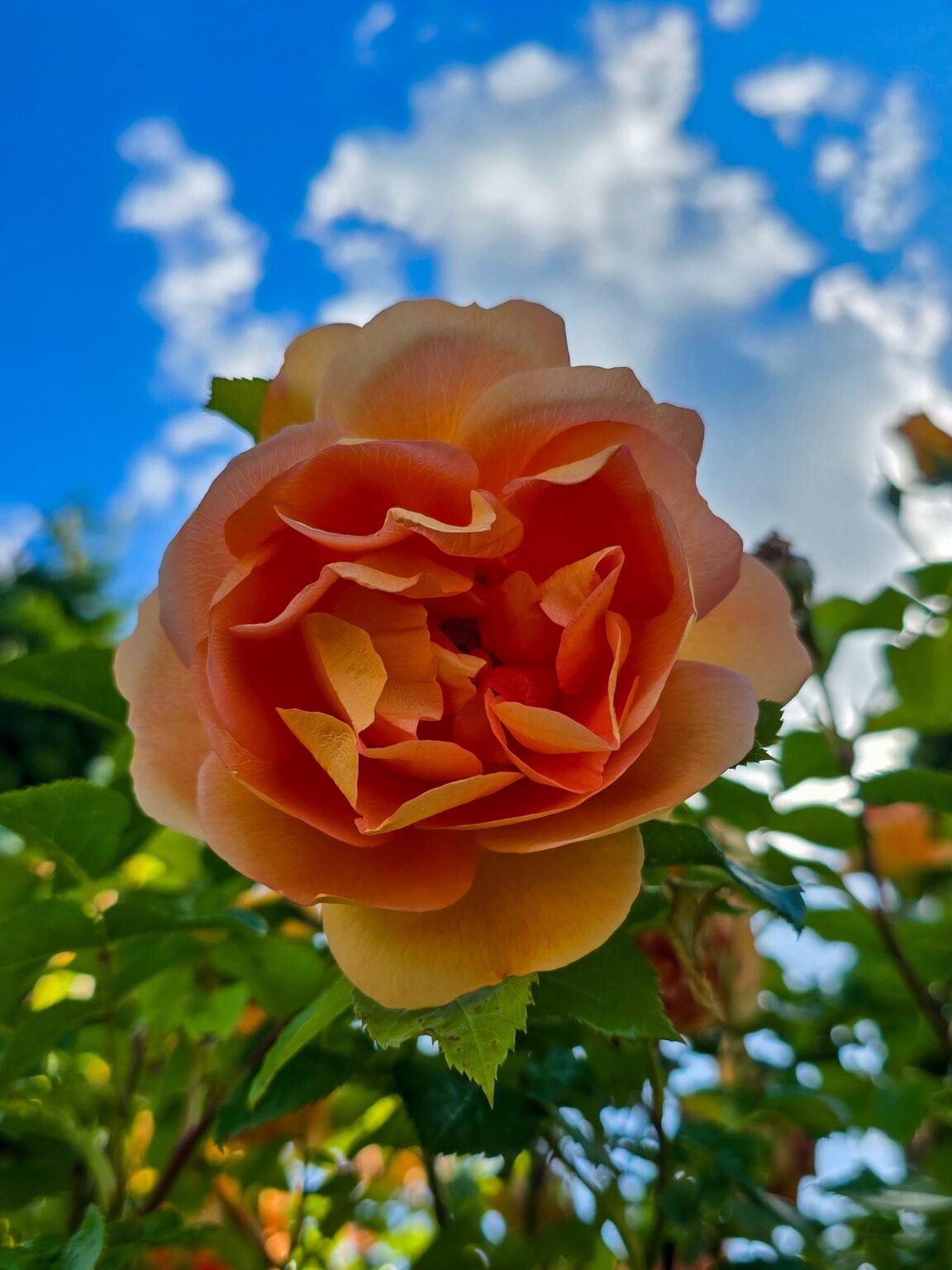 Die Blumen sind alle geblüht und schön!