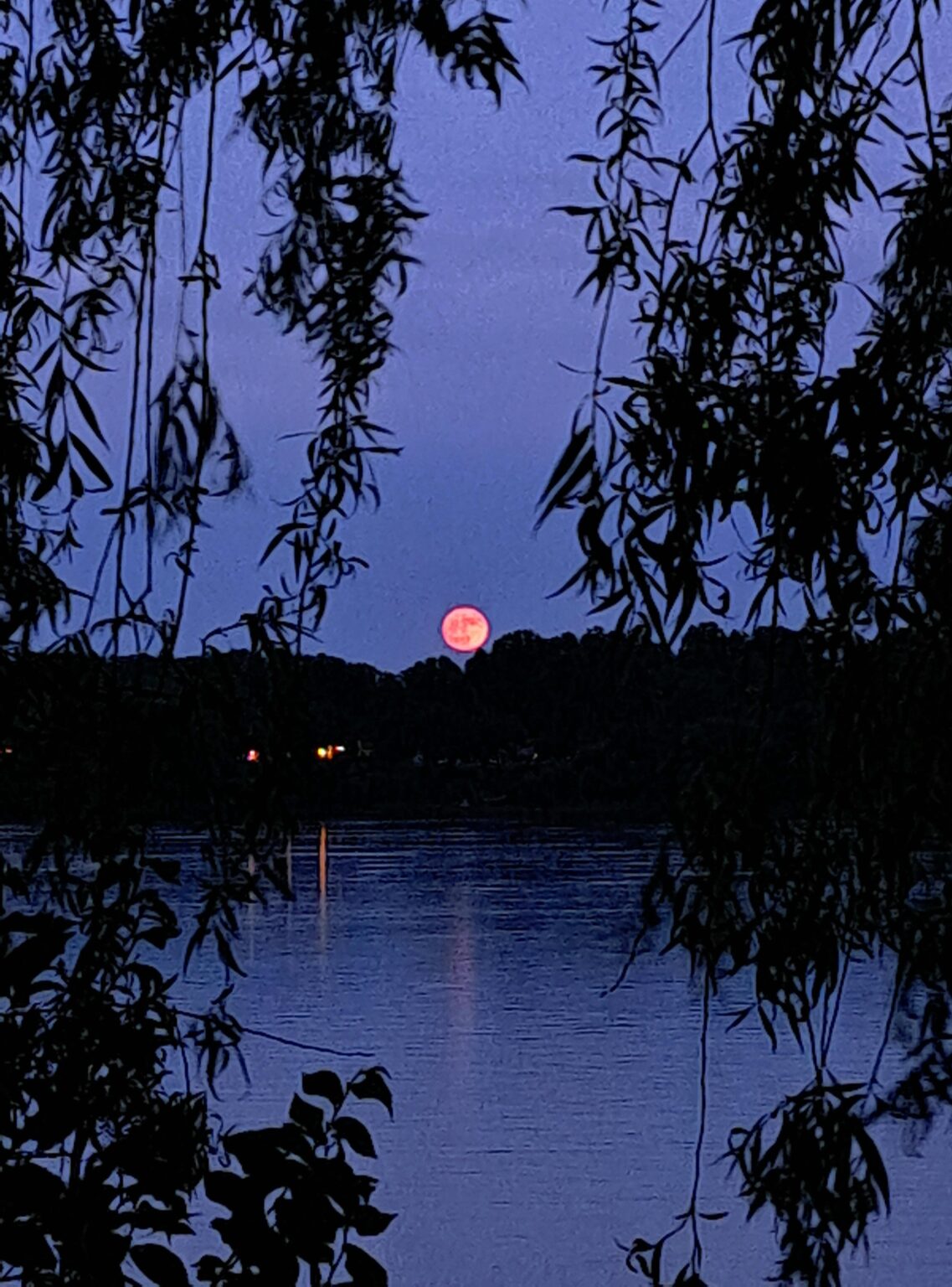 Erdbeermond, der durch die schwankenden Weidenzweige (über den Eriesee) aufsteigt