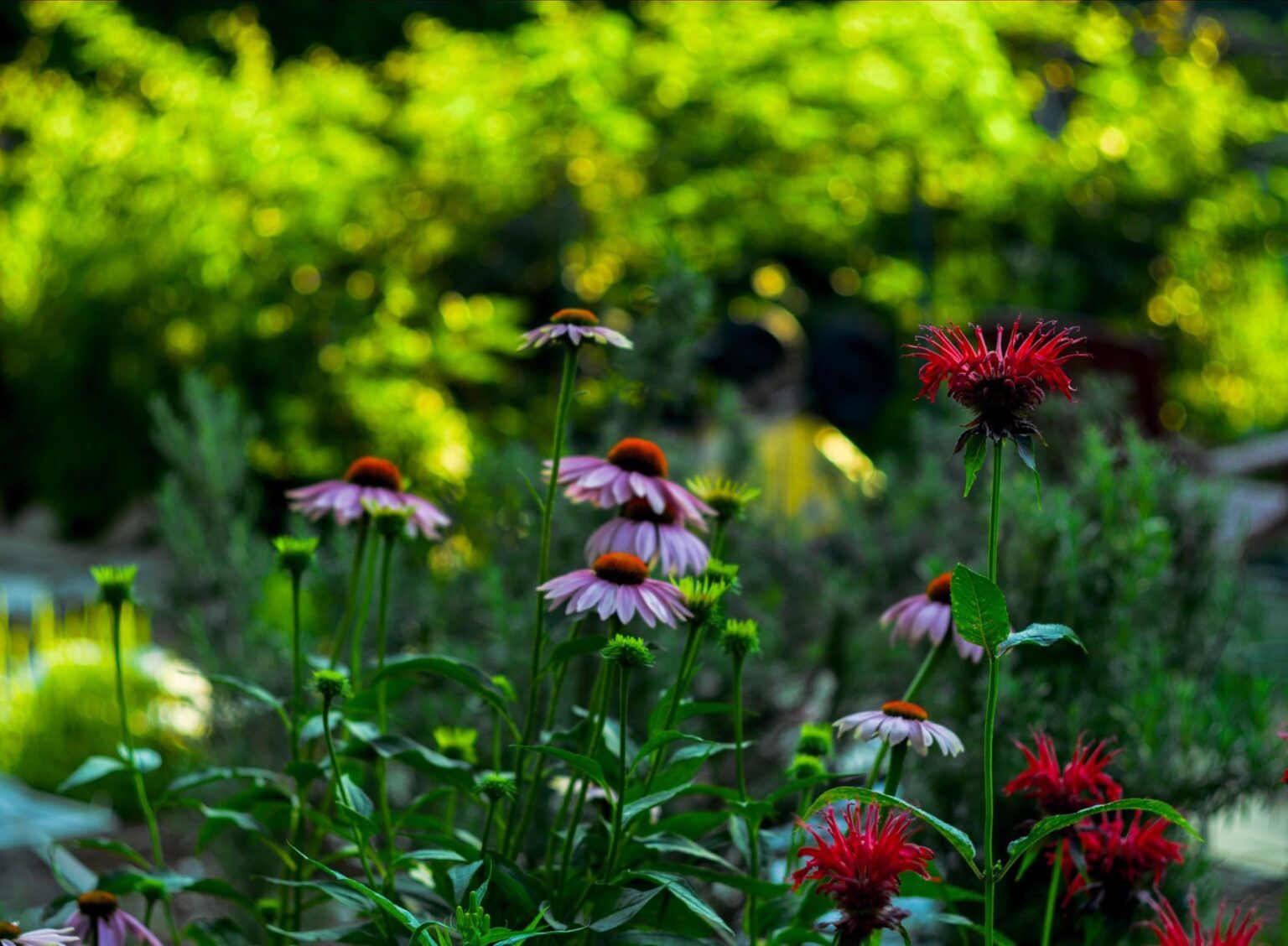 Blumen entlang unseres Sonntagsmorgens!