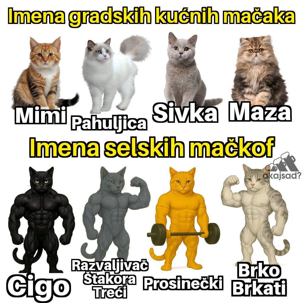 Die Namen der Katzen der Stadt gegen die Namen der Dorfkatze
