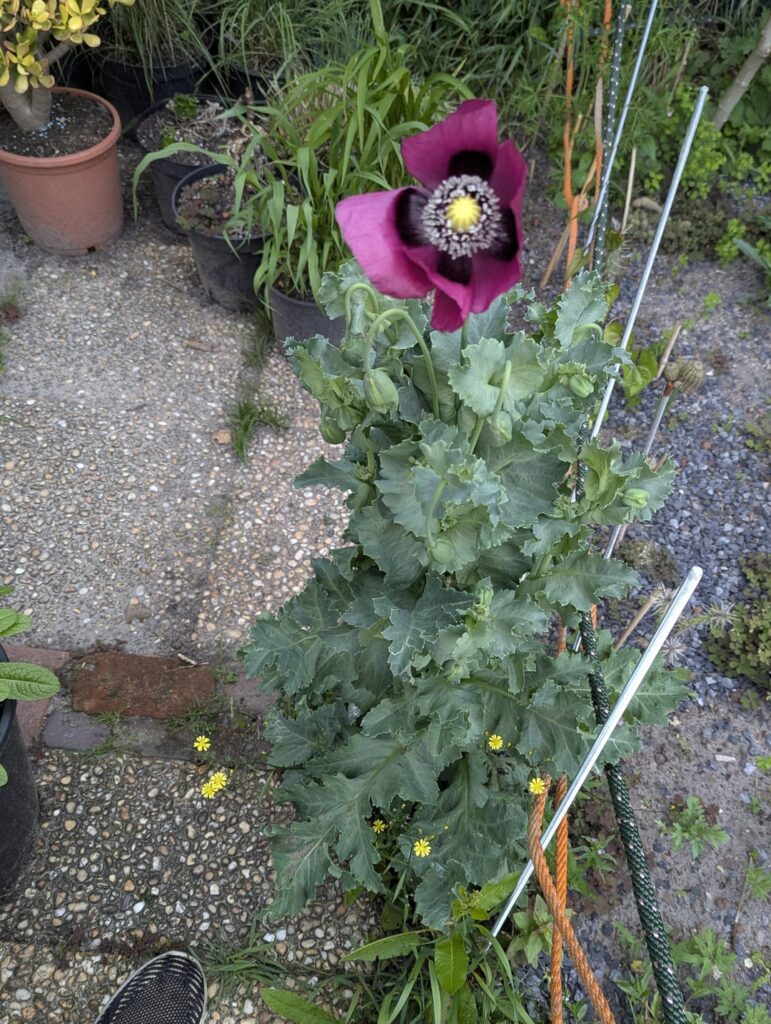 Es wird Ernst, der "Kohl" hat Blüten bekommen.
