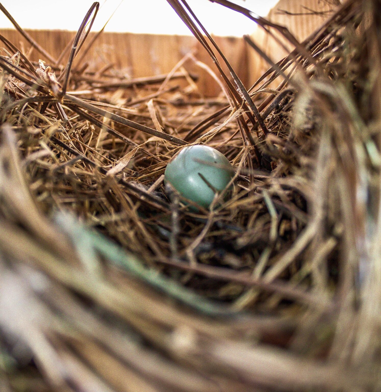 Bluebird Egg aus der Frühling