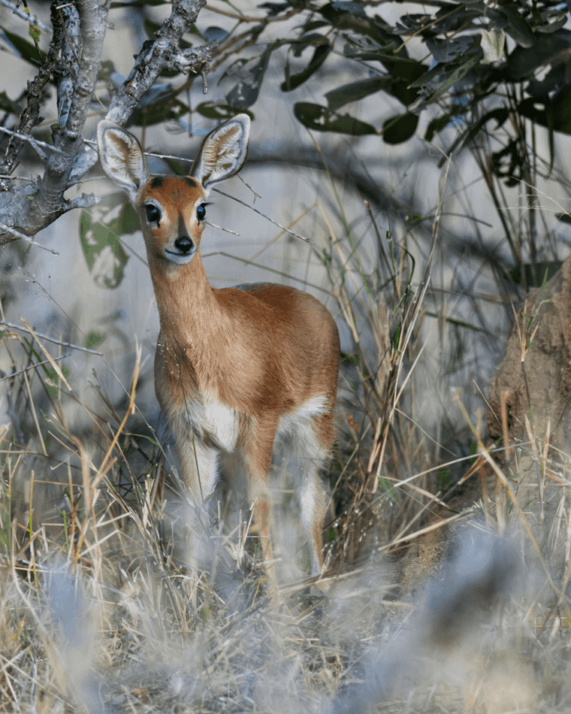 Steenbok, der süßeste der Antilope. Erwachsene Frau, ungefähr 18 "groß und 25 Pfund.