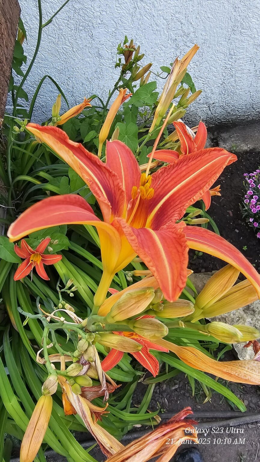 Feuerlilie