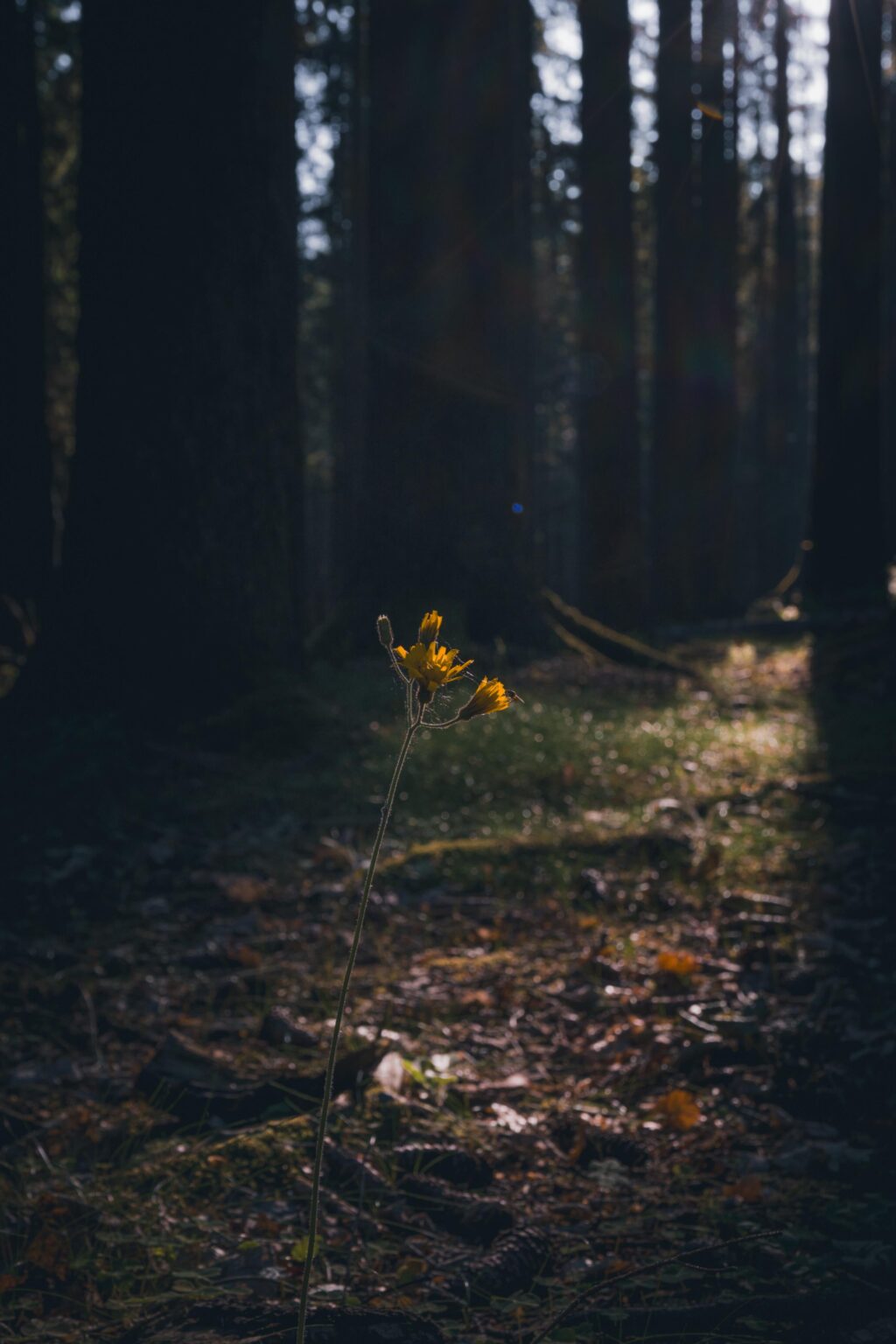 Morgenlicht