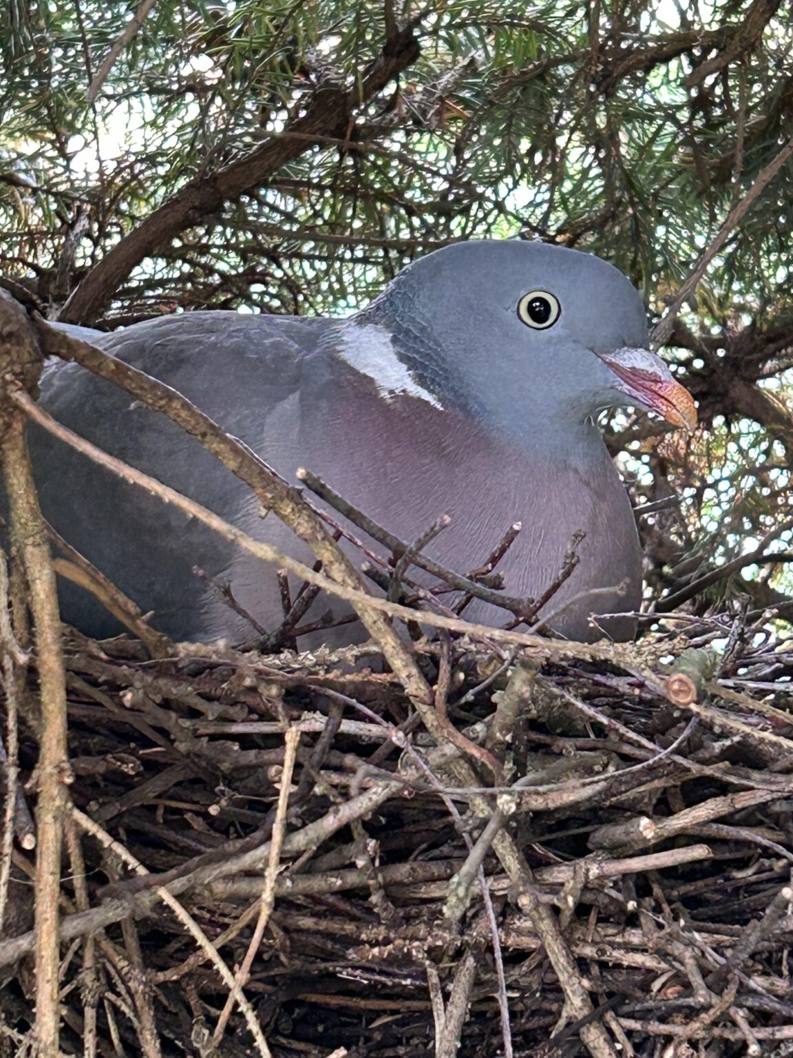 Mitbewohner mit Kulleraugen