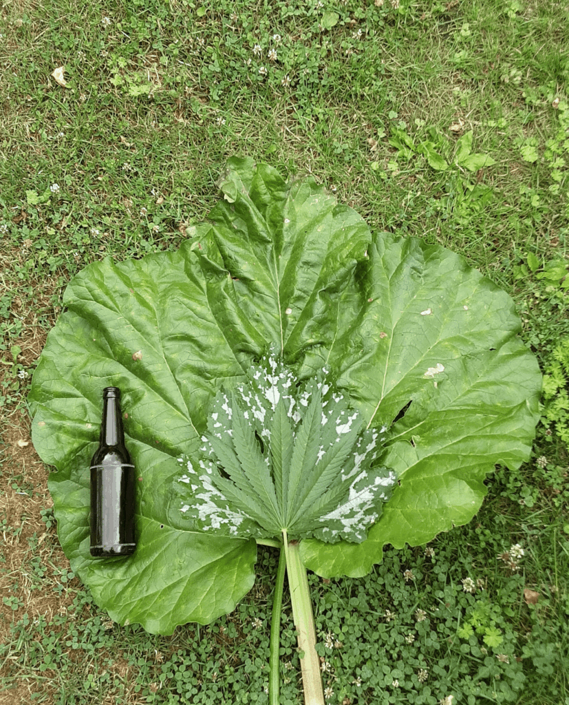 Schöne große Blätter aus eigenem Garten.
