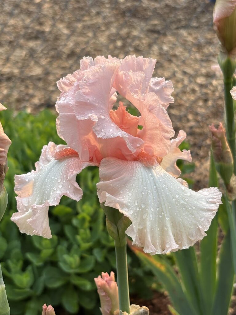 Schöne Blumen