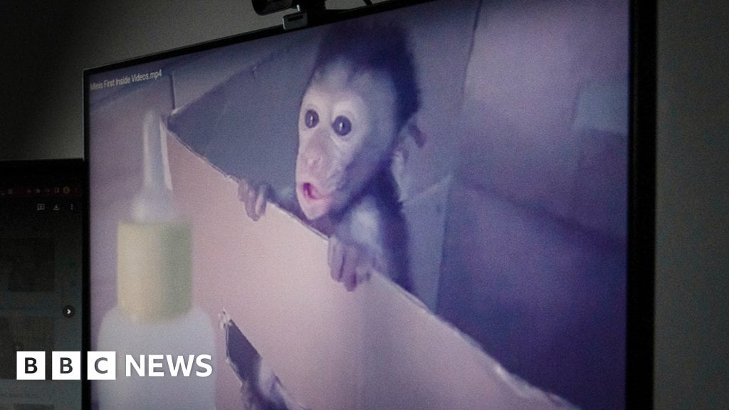 Frau, die für das Teilen von Baby -Affen -Foltervideos inhaftiert ist